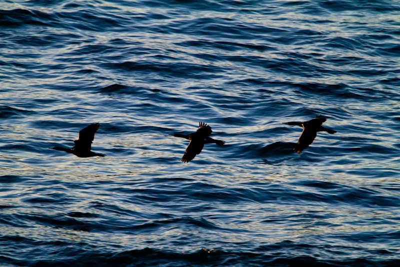 Pelagic Cormorants In Flight